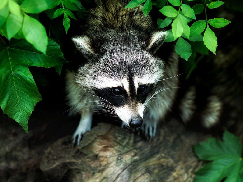 Naturnah gärtnern: Der Waschbär im Kleingarten – Stadtverband Leipzig der  Kleingärtner e.V.