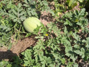 Melone