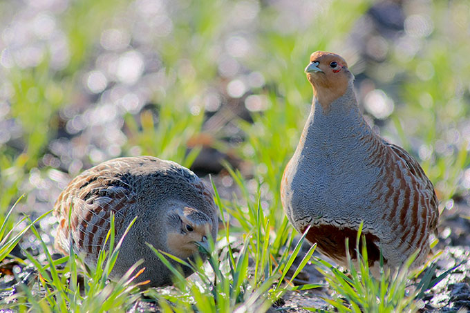 0264__michaeleick_680x453