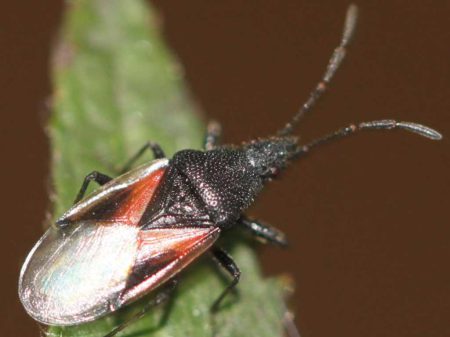 Lindenwanze (Oxycarenus lavaterae) am 28.9.2016 in der Schwetzinger Hardt
Foto von Slimguy - CC BY-SA 4.0
