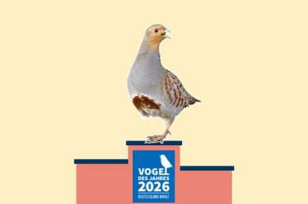 251009-vdj2026-willi-rolfes680x453 Vogel des Jahres - Foto: Willi Rolfes - NABU