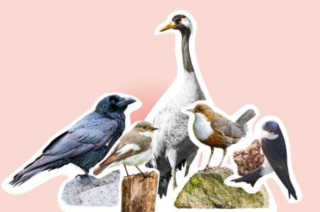 Die Kandidaten für den Vogel des Jahres 2027 - Fotos: Leander Khil (Kolkrabe), BIA/Walter Soestbergen (Trauerschnäpper), BIA/Mario Suarez Porras (Kranich), Frank Derer (Wasseramsel), Dr. Christoph Moning (Mehlschwalbe