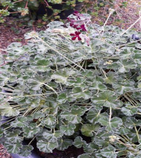 Heilpelargonie