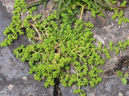 Herniaria glabra am Rheinufer bei Bonn.
Foto: Michael Becker CC BY-SA 3.0