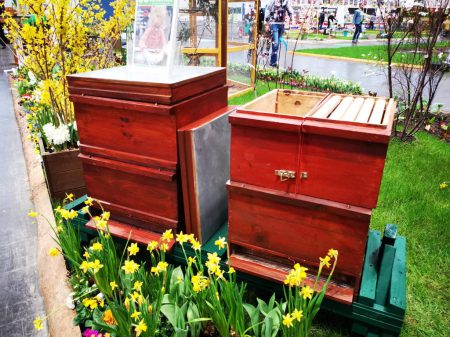 Die Bienenkästen von Imker Garrelt von Eschen eingehüllt in frühlingshafter Stimmung.