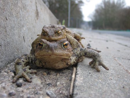 Krötenwanderung Erdkröten_Foto: Wolf-Rüdiger Grosse_NABU Sachsen, LFA Feldherpetologie