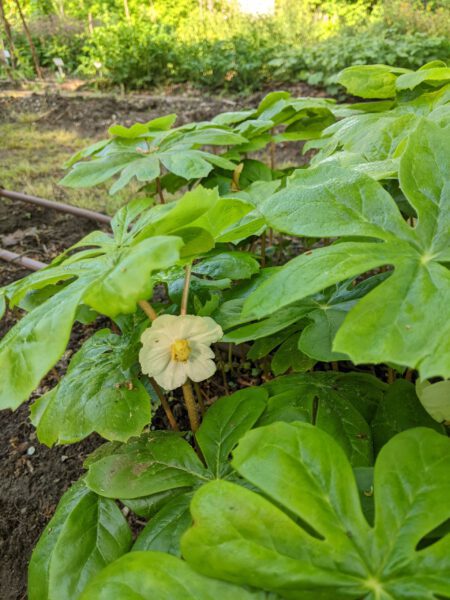 Maiapfel_Podophyllum (1)2024