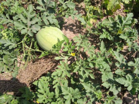 Melone