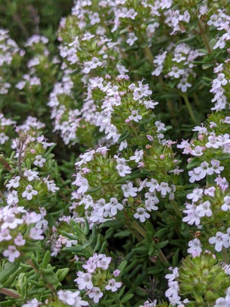Thymian, echter (1)