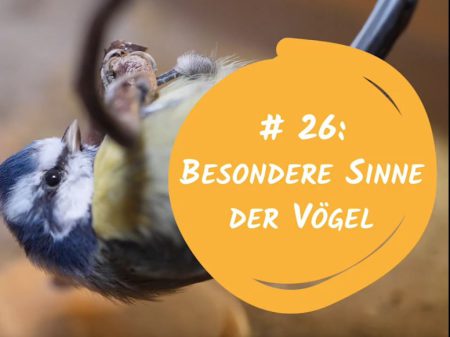 In der Folge "Besondere Sinne der Vögel" besuchen Dr. Ronny Maik Leder, Direktor des Naturkundemuseums und Museumspädagogin Monika Hegenberg die Vogelschutzlehrstätte.