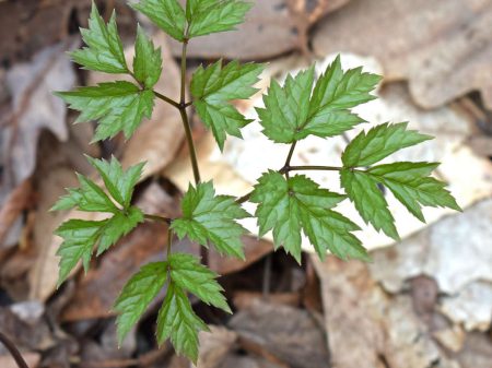 black-cohosh-2211958_1280