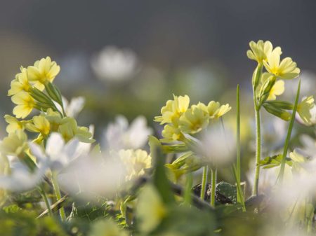 cowslip-4040514_1280