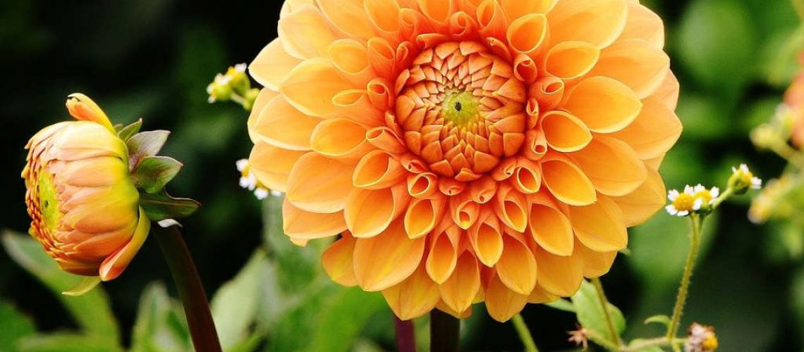 Dahlien Pflege Dahlien Pflege