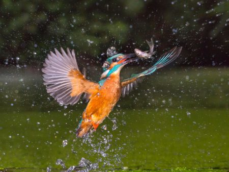 Ein Eisvogel beim Jagen - Foto: NABU/Willi Rolfes