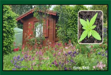 laube-canna-klein