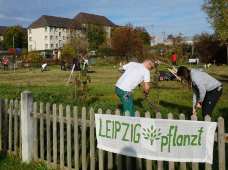 Mehr als 60
Gehölze wurden
am
12. November
in der Anlage
des Kleingärtnervereins
„Mockau-Mitte”
e.V. gepflanzt. Fotos: Kirsten Rauh, Tina Quack und Uwe Quack