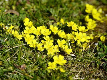 potentilla-5016042_1280