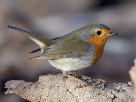 Das Rotkehlchen hat es nach 1992 bereits zum zweiten Mal zum Vogel des Jahres geschafft. Foto: Hartmut Mletzko für NABU