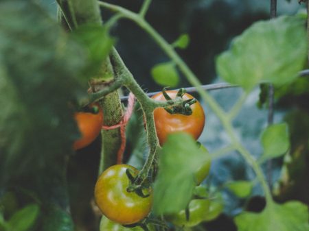 Photo by Stella de Smit on Unsplash