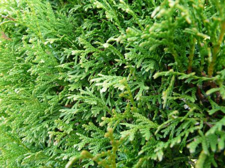 Die Thuja, auch Lebensbaum genannt, ist giftig und bei der Verrottung des Laubes oder anderer Pflanzenbestandteile wird das Nervengift Thujon, ein ätherisches Öl, freigesetzt.
Bild von Hans Braxmeier auf Pixabay