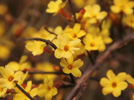winter-jasmine-416286_1280